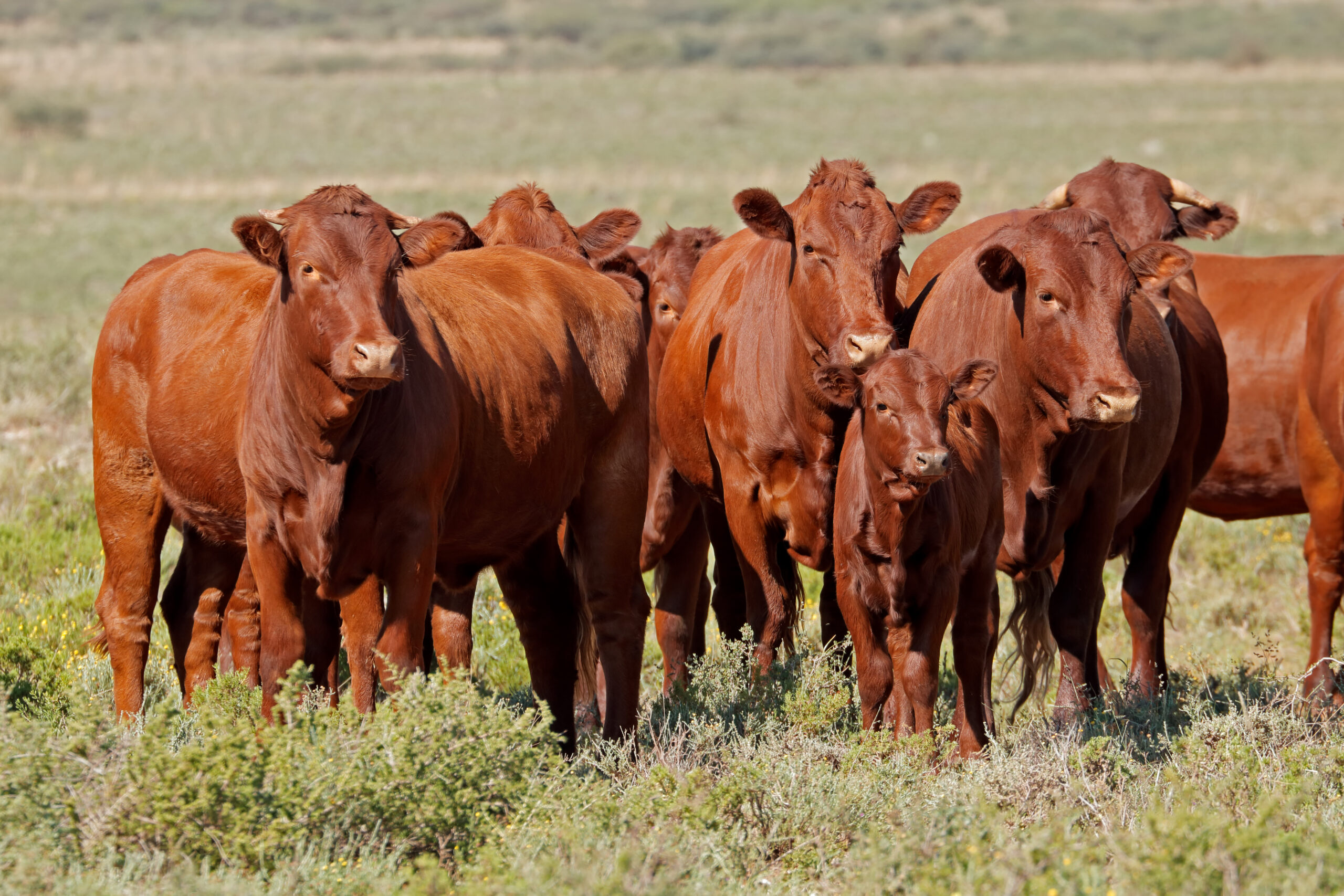 Bezillius Bonsmara Cattle and Feedlot in South Africa on a farm