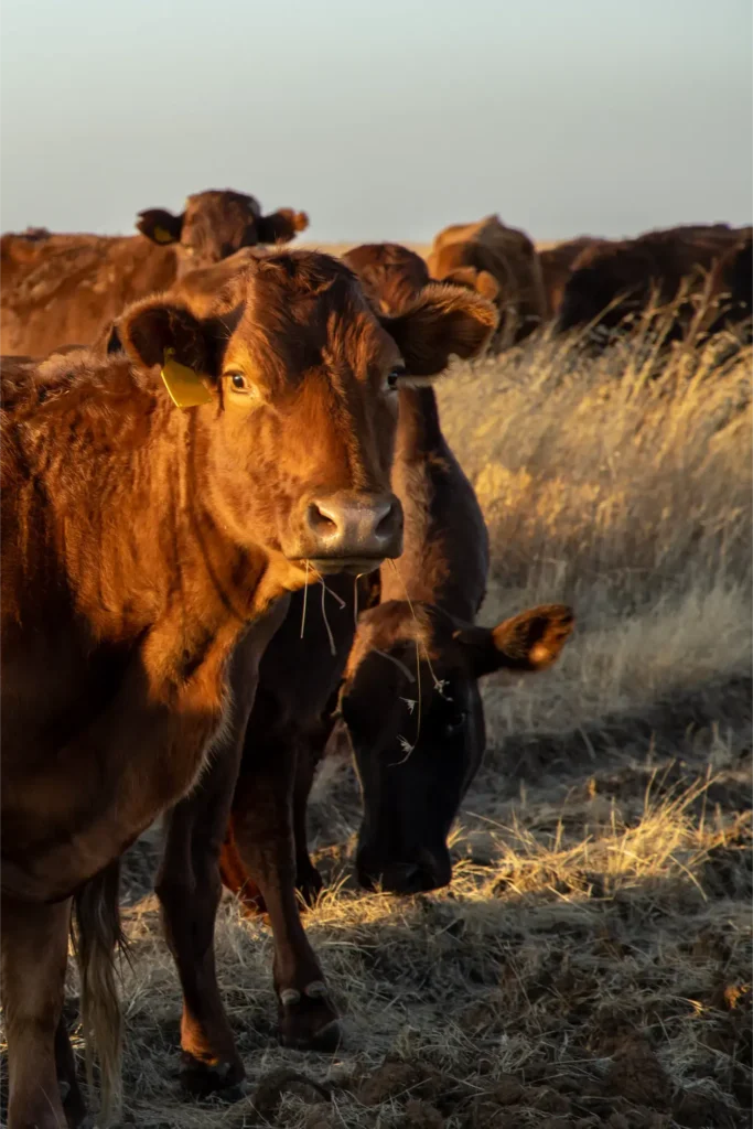 Bezillius Bonsmara Cattle and Feedlot in South Africa on a farm