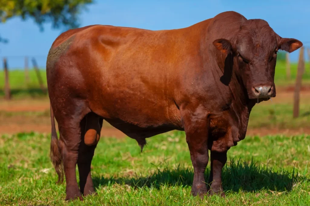 Bezillius Bonsmara Cattle and Feedlot in South Africa on a farm